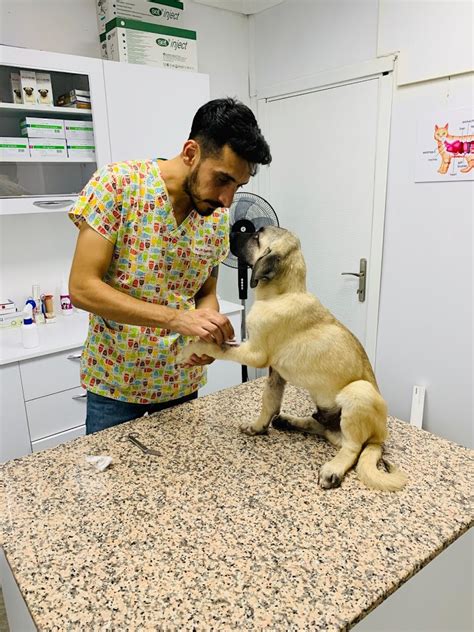 animalove veteriner kliniği